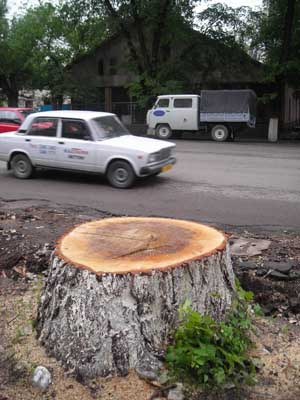Нет массовой вырубке деревьев в Алматы!